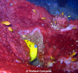 Golden trunkfish with blue lips peeping out of a crevice. by Michael Compose 
